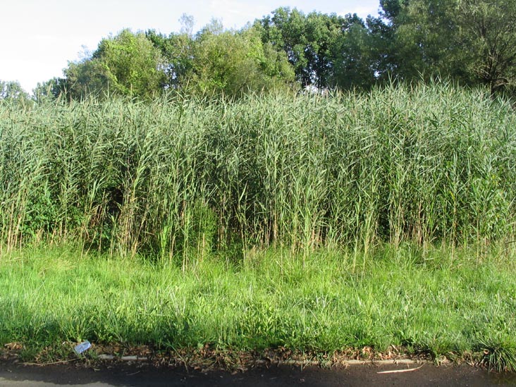 Kissena Park, Queens, August 1, 2004
