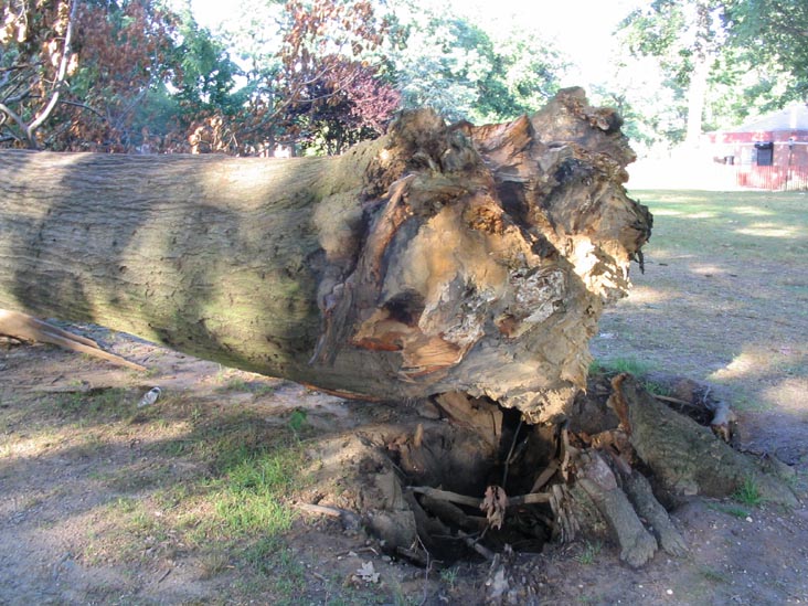 Kissena Park, Queens, August 1, 2004