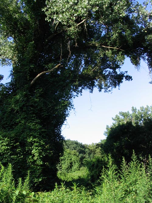 Kissena Park, Queens, August 1, 2004