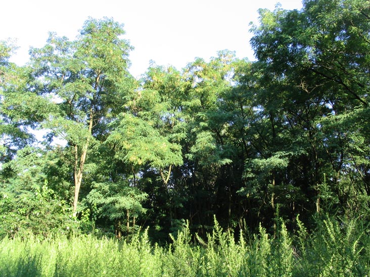 Kissena Park, Queens, August 1, 2004