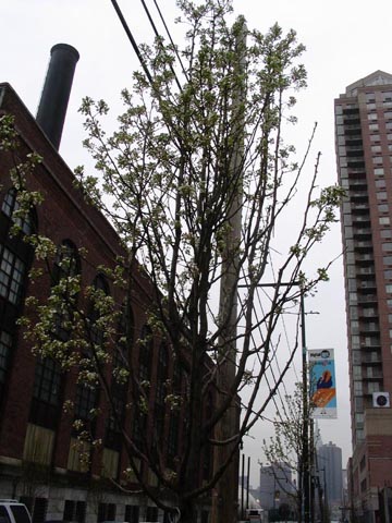 50th Avenue between 5th Street and 2nd Street, Hunters Point, Long Island City, Queens