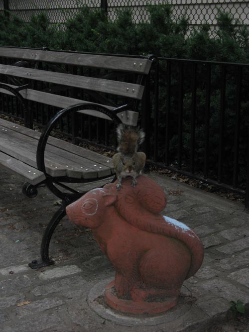 Squirrel on Squirrel, Andrews Grove, Hunters Point, Long Island City, Queens, July 11, 2009