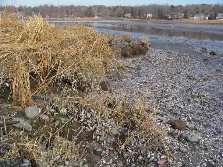 Mussel Beds At Low Tide, Udalls Cove, Udalls Park Preserve, Queens