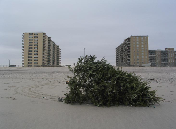 Discarded Christmas Tree, Rockaway Beach, The Rockaways, Queens