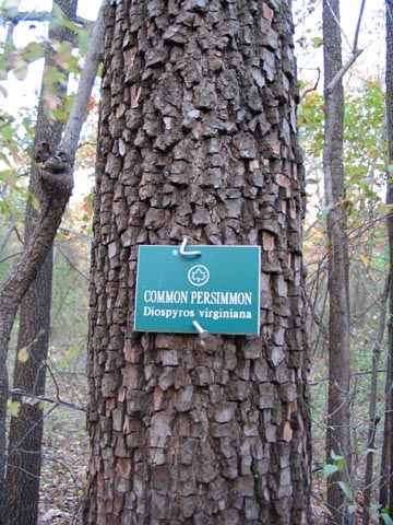 Persimmon Tree Bark, High Rock Park