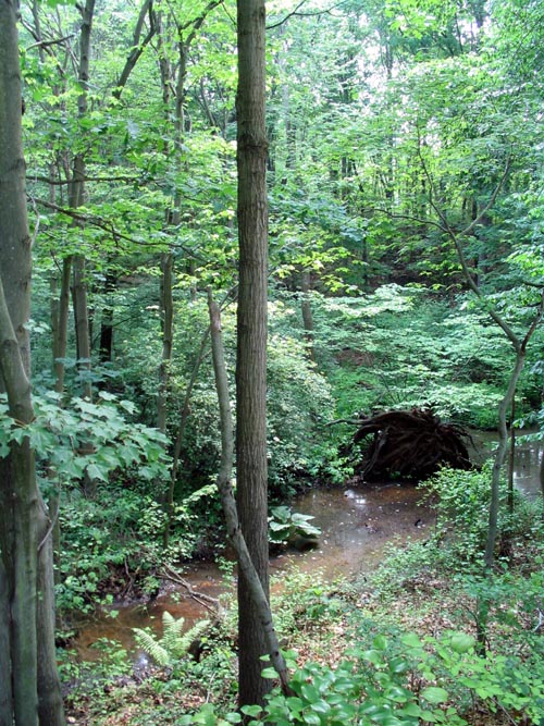 Tappen's Creek, Abraham's Pond Foot Trail, Clay Pit Ponds State Park Preserve, Charleston, Staten Island
