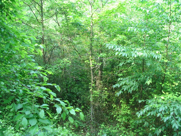 Abraham's Pond Foot Trail, Clay Pit Ponds State Park Preserve, Charleston, Staten Island