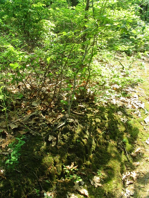 Ellis Swamp Foot Trail, Clay Pit Ponds State Park Preserve, Charleston, Staten Island