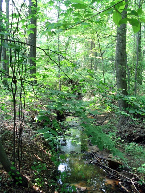 Ellis Swamp Foot Trail, Clay Pit Ponds State Park Preserve, Charleston, Staten Island