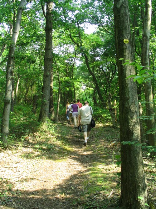 Ellis Swamp Foot Trail, Clay Pit Ponds State Park Preserve, Charleston, Staten Island