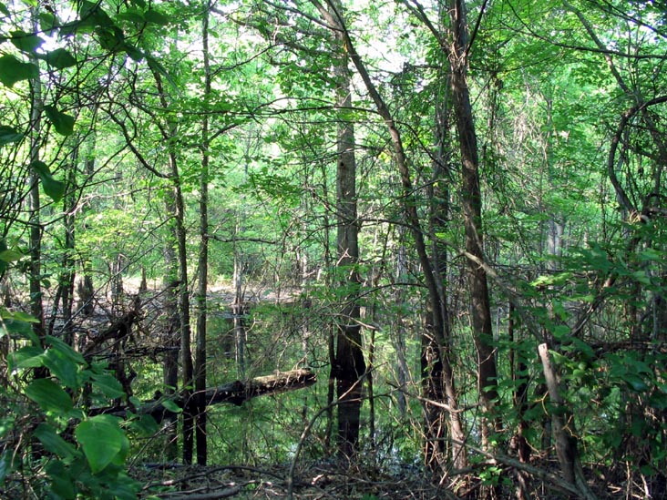 Sharrotts Pond Horse Trail, Clay Pit Ponds State Park Preserve, Charleston, Staten Island