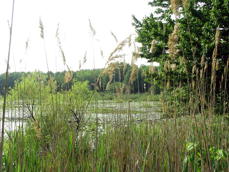 Sharrotts Pond, Clay Pit Ponds State Park Preserve, Charleston, Staten Island