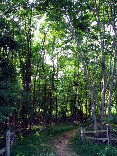 Sharrotts Pond Horse Trail, Clay Pit Ponds State Park Preserve, Charleston, Staten Island