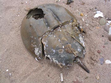 Horseshoe Crab, Mount Loretto Unique Area, Staten Island