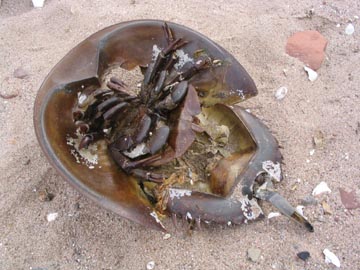 Horseshoe Crab, Mount Loretto Unique Area, Staten Island