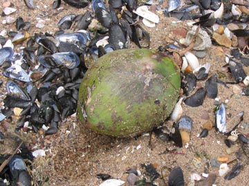 Coconut, Mount Loretto Unique Area Shorefront