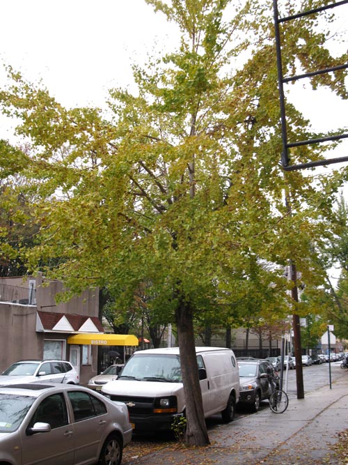 Ginkgo Nuts: Female Ginkgo Tree, 49th Avenue, Hunters Point, Long Island City, Queens, November 8, 2010