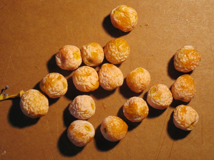 Ginkgo Nuts: Ginkgo Fruit