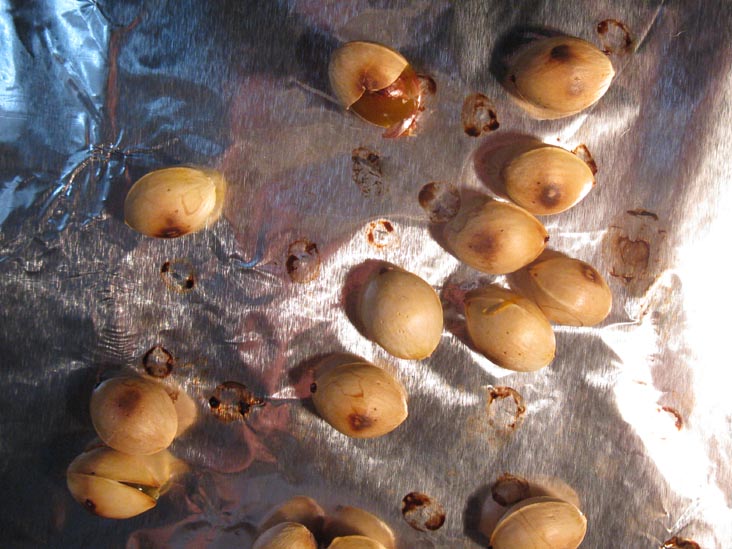 Ginkgo Nuts: Toasted Ginkgo Nuts