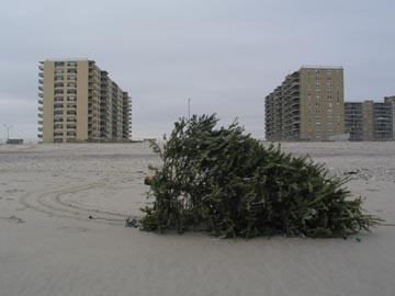 Abandoned Christmas Tree, Rockaway Beach, January 2, 2005